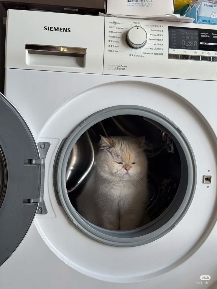 Top 99+ Các Meme Mèo Cute Siêu Đáng Yêu Dành Cho Con Sen meme mèo cute phù hợp làm ảnh chế