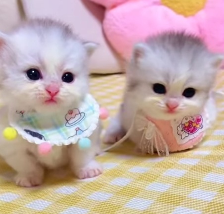 Top 99+ Các Meme Mèo Cute Siêu Đáng Yêu Dành Cho Con Sen meme mèo cute biểu cảm ngây ngô đáng yêu