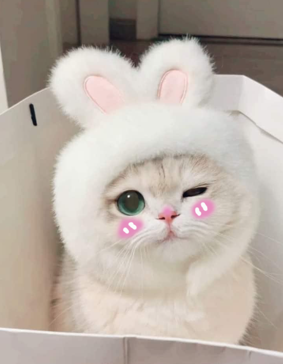 Top 99+ Các Meme Mèo Cute Siêu Đáng Yêu Dành Cho Con Sen meme mèo cute nhìn là thấy yêu đời