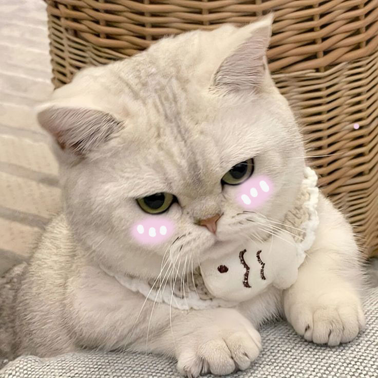 meme mèo cute đáng yêu tự nhiên