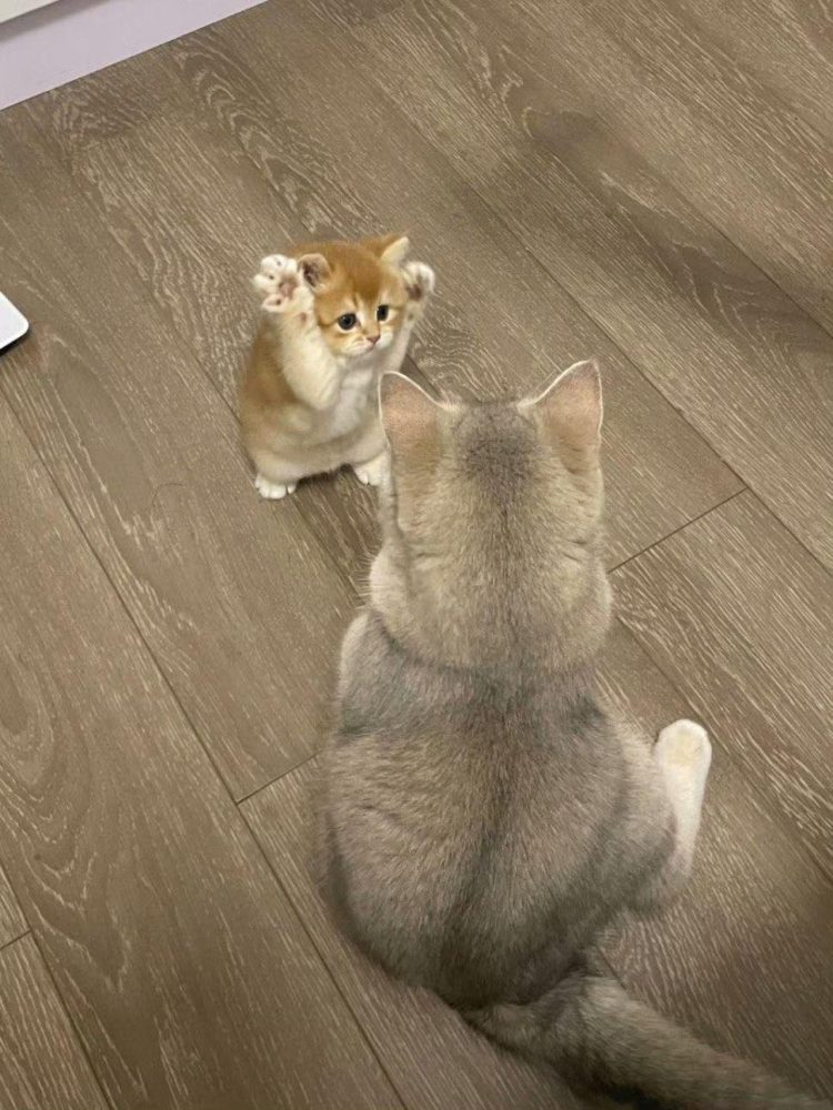 Top 99+ Các Meme Mèo Cute Siêu Đáng Yêu Dành Cho Con Sen meme mèo cute hài nhẹ dễ thương