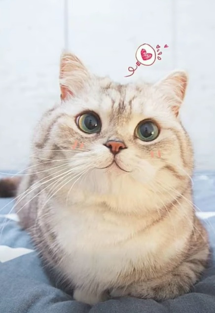 Top 99+ Các Meme Mèo Cute Siêu Đáng Yêu Dành Cho Con Sen meme mèo cute hài hước nhẹ nhàng