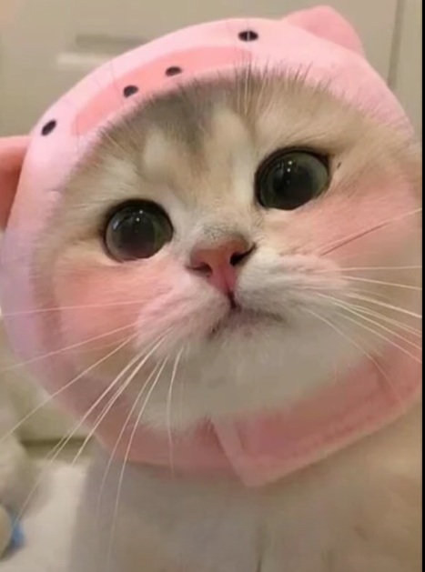 Top 99+ Các Meme Mèo Cute Siêu Đáng Yêu Dành Cho Con Sen meme mèo cute biểu cảm siêu cưng