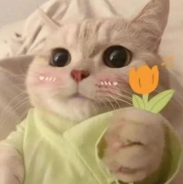 Top 99+ Các Meme Mèo Cute Siêu Đáng Yêu Dành Cho Con Sen meme mèo cute đáng yêu cho mạng xã hội