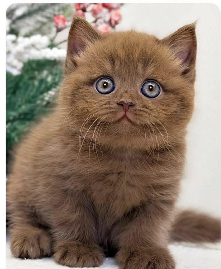 Top 99+ Các Meme Mèo Cute Siêu Đáng Yêu Dành Cho Con Sen meme mèo cute phù hợp làm ảnh chế