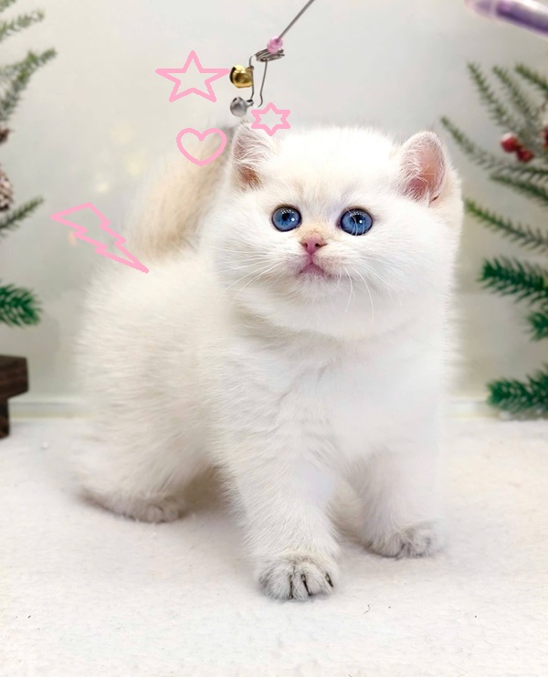 Top 99+ Các Meme Mèo Cute Siêu Đáng Yêu Dành Cho Con Sen meme mèo cute phong cách ngây ngô