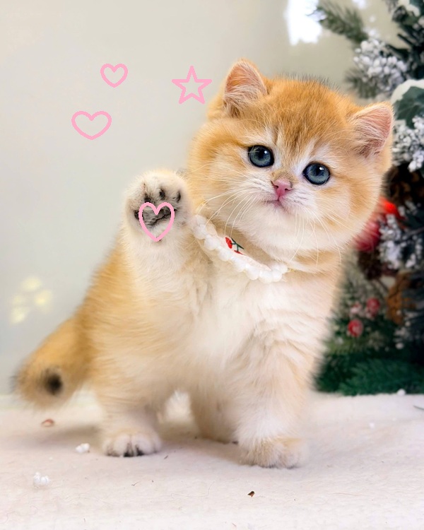 Top 99+ Các Meme Mèo Cute Siêu Đáng Yêu Dành Cho Con Sen meme mèo cute nhìn là thấy cưng
