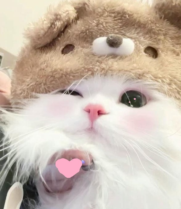 Top 99+ Các Meme Mèo Cute Siêu Đáng Yêu Dành Cho Con Sen meme mèo cute đáng yêu phù hợp mọi đối tượng