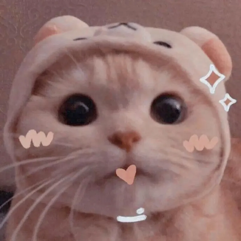 Top 99+ Các Meme Mèo Cute Siêu Đáng Yêu Dành Cho Con Sen meme mèo cute biểu cảm đáng yêu tự nhiên