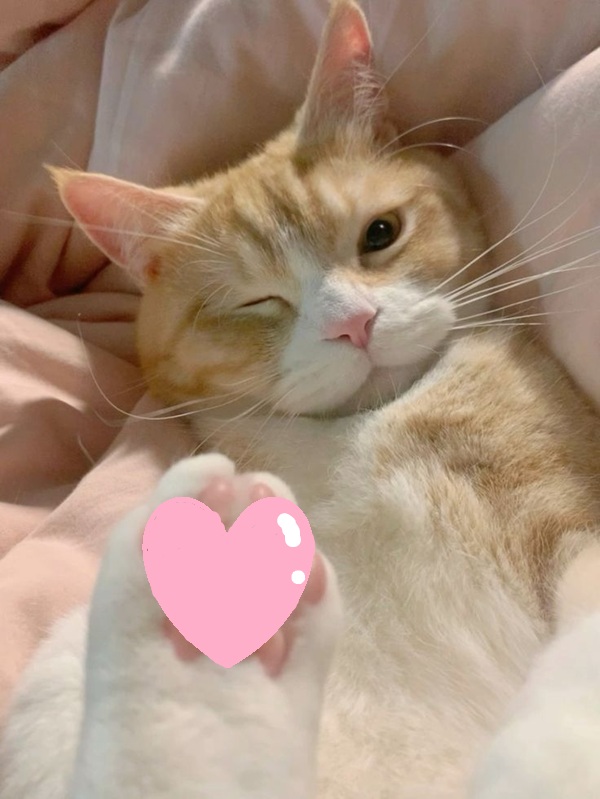 Top 99+ Các Meme Mèo Cute Siêu Đáng Yêu Dành Cho Con Sen meme mèo cute đáng yêu nhẹ nhàng dễ thương