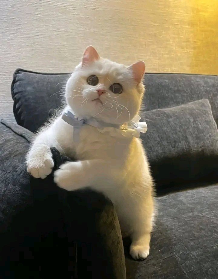 Top 99+ Các Meme Mèo Cute Siêu Đáng Yêu Dành Cho Con Sen meme mèo cute dễ thương hợp xu hướng