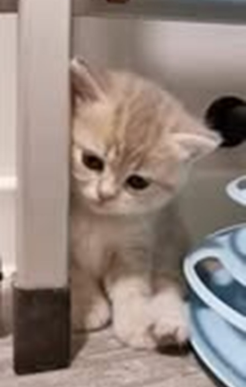 Top 39+ Ảnh Meme Mèo Dỗi, Quay Lưng Siêu Cute & Dễ Thương meme mèo dỗi mặt buồn đáng yêu