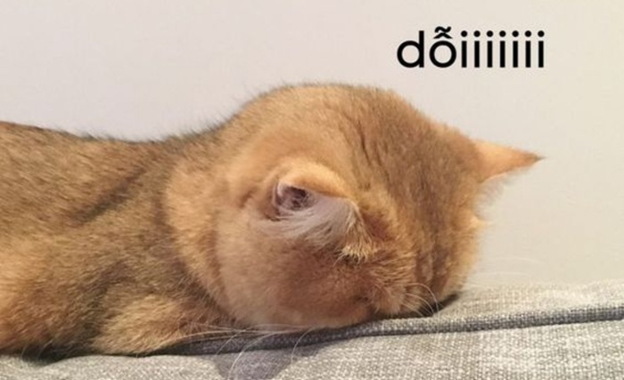 Top 39+ Ảnh Meme Mèo Dỗi, Quay Lưng Siêu Cute & Dễ Thương meme mèo dỗi đáng thương