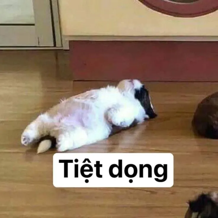 Top 39+ Ảnh Meme Mèo Dỗi, Quay Lưng Siêu Cute & Dễ Thương meme mèo dỗi hài hước