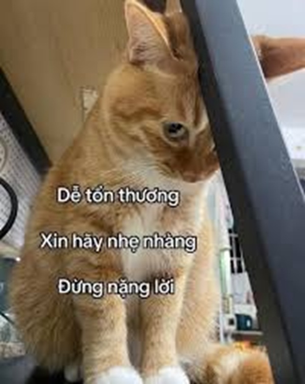 Top 39+ Ảnh Meme Mèo Dỗi, Quay Lưng Siêu Cute & Dễ Thương meme mèo dỗi buồn nhìn chủ