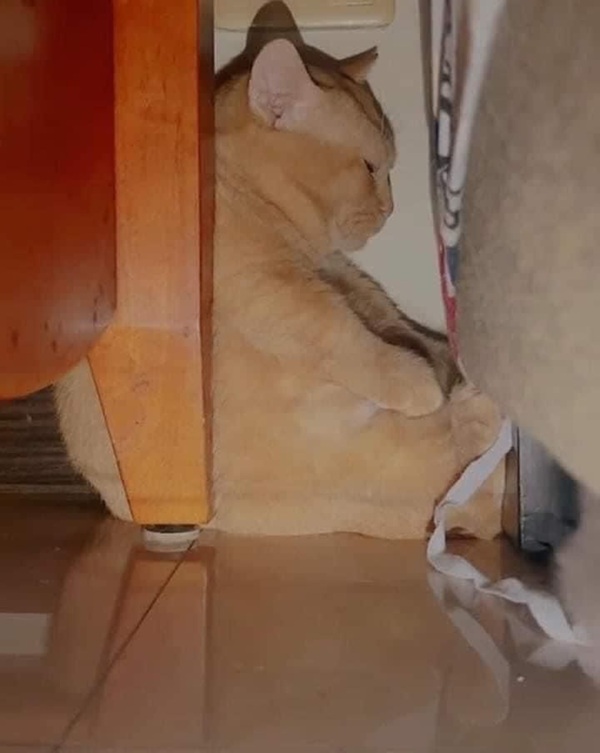 Top 39+ Ảnh Meme Mèo Dỗi, Quay Lưng Siêu Cute & Dễ Thương meme mèo dỗi mặt xị