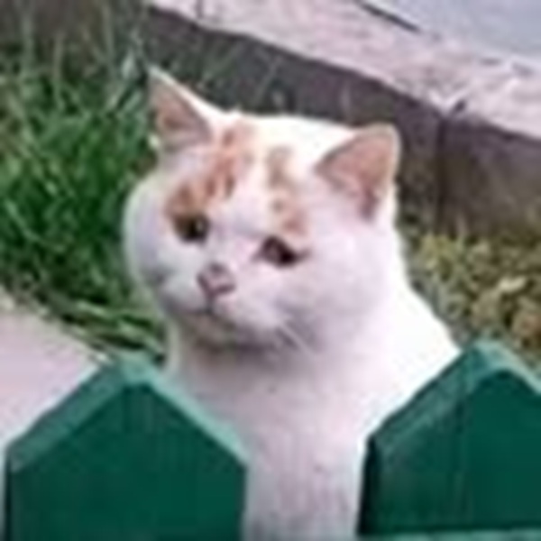 Top 39+ Ảnh Meme Mèo Dỗi, Quay Lưng Siêu Cute & Dễ Thương meme mèo dỗi cute nhìn xa xăm