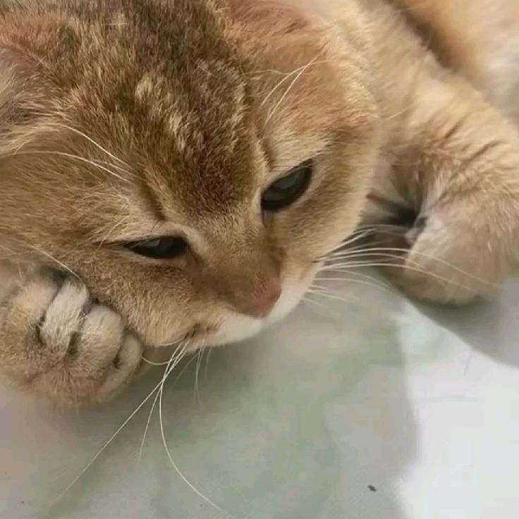Top 39+ Ảnh Meme Mèo Dỗi, Quay Lưng Siêu Cute & Dễ Thương meme mèo dỗi nhẹ nhàng