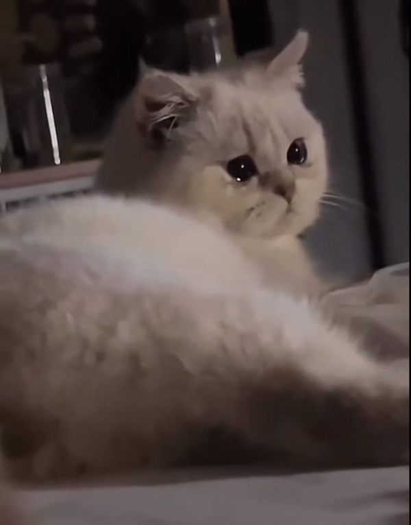 Top 39+ Ảnh Meme Mèo Dỗi, Quay Lưng Siêu Cute & Dễ Thương meme mèo dỗi ngồi một mình