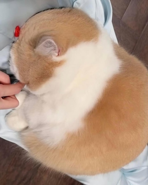 Top 39+ Ảnh Meme Mèo Dỗi, Quay Lưng Siêu Cute & Dễ Thương meme mèo dỗi quay mặt đi