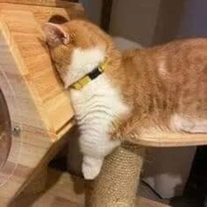 Top 39+ Ảnh Meme Mèo Dỗi, Quay Lưng Siêu Cute & Dễ Thương meme mèo dỗi không nói chuyện