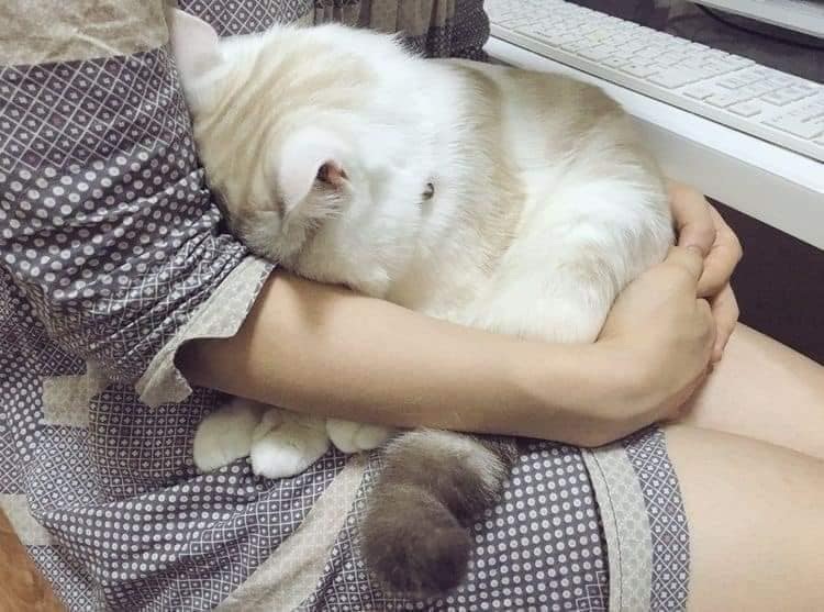 Top 39+ Ảnh Meme Mèo Dỗi, Quay Lưng Siêu Cute & Dễ Thương meme mèo dỗi đáng thương