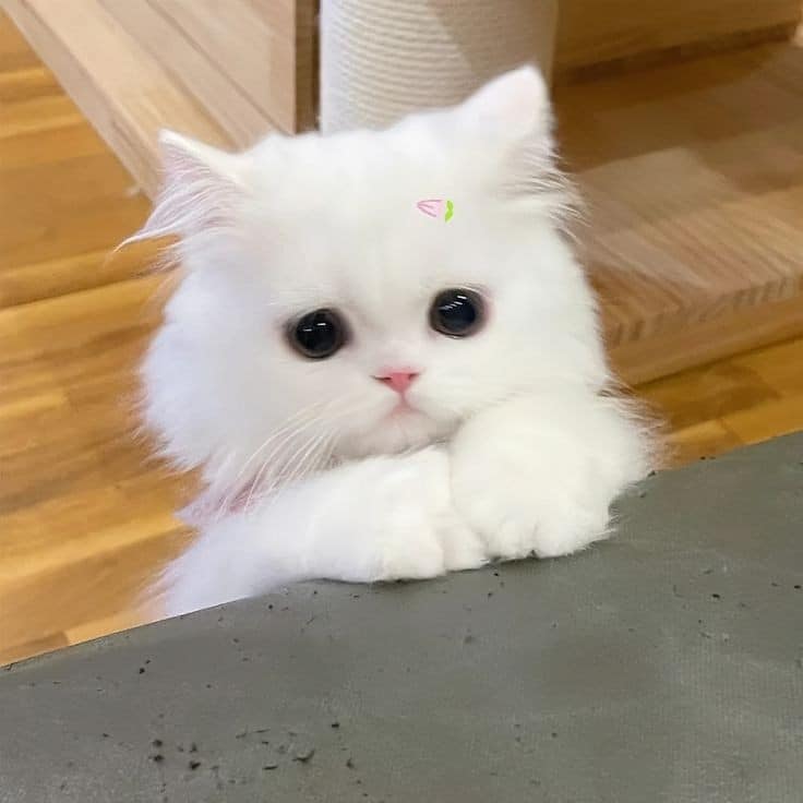 Top 39+ Ảnh Meme Mèo Dỗi, Quay Lưng Siêu Cute & Dễ Thương meme mèo dỗi mặt lạnh cute