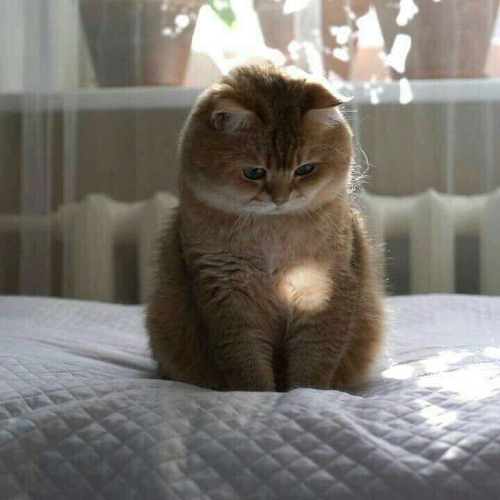 Top 39+ Ảnh Meme Mèo Dỗi, Quay Lưng Siêu Cute & Dễ Thương meme mèo dỗi cúi đầu