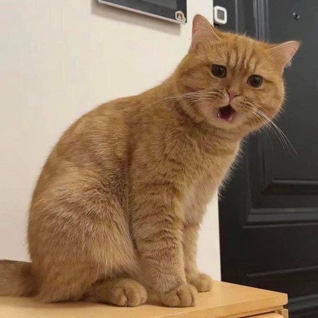 Top 1001+ Meme Mèo Há Miệng Siêu Hài Hước & Lầy Lội meme mèo há miệng đứng hình mất vài giây