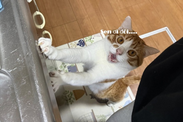 Top 1001+ Meme Mèo Há Miệng Siêu Hài Hước & Lầy Lội Meme mèo há miệng xin ăn