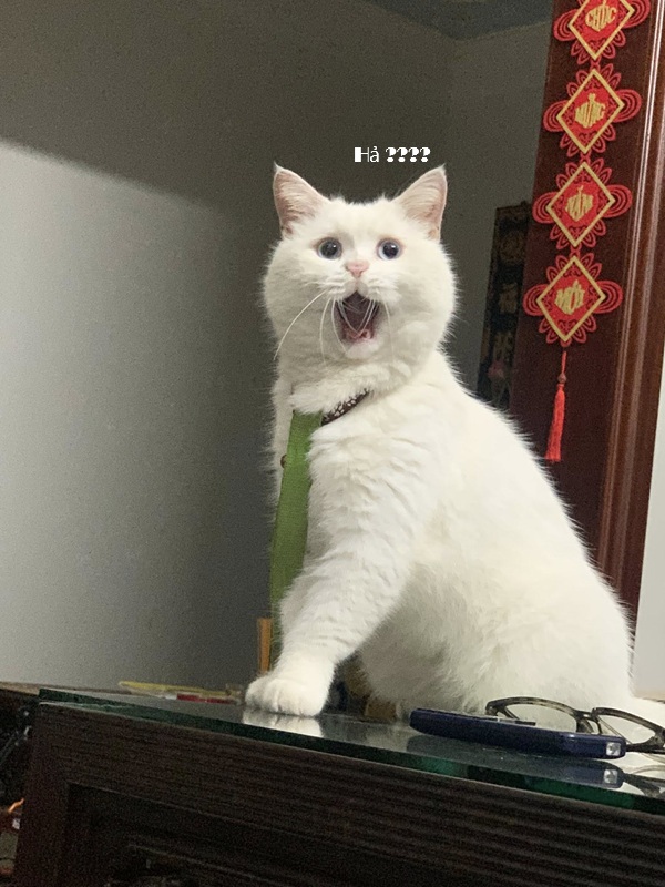 Top 1001+ Meme Mèo Há Miệng Siêu Hài Hước & Lầy Lội Meme mèo há miệng bất ngờ