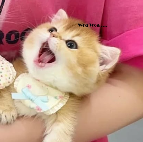 Top 1001+ Meme Mèo Há Miệng Siêu Hài Hước & Lầy Lội Meme mèo há miệng biểu cảm ngạc nhiên