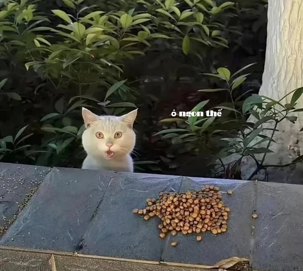 Top 1001+ Meme Mèo Há Miệng Siêu Hài Hước & Lầy Lội Meme mèo há miệng khi thấy đồ ăn