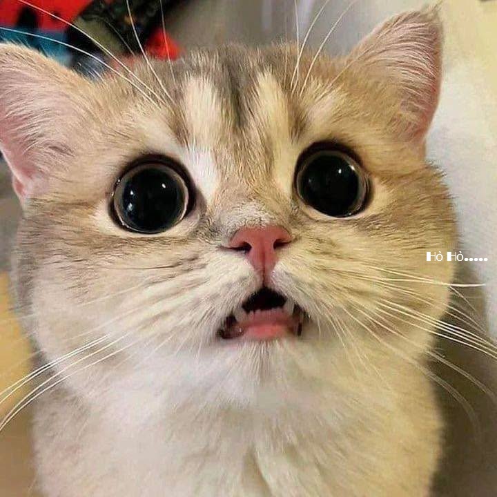 Top 1001+ Meme Mèo Há Miệng Siêu Hài Hước & Lầy Lội Meme mèo há miệng mặt đơ ngơ ngác