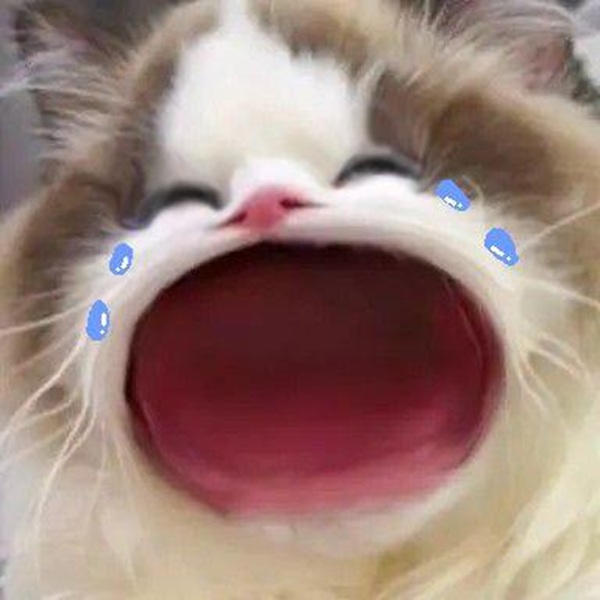 Top 1001+ Meme Mèo Há Miệng Siêu Hài Hước & Lầy Lội Meme mèo há miệng khóc siêu hài