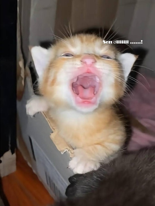 Top 1001+ Meme Mèo Há Miệng Siêu Hài Hước & Lầy Lội Meme mèo con há miệng tìm chủ