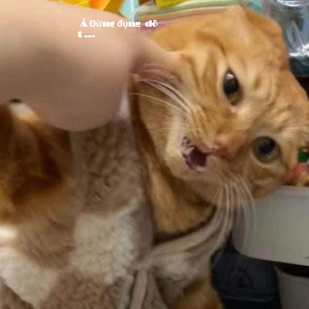 Top 1001+ Meme Mèo Há Miệng Siêu Hài Hước & Lầy Lội meme mèo há miệng hài cho dân mạng