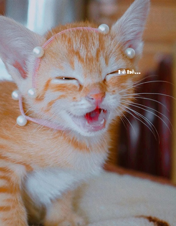Top 1001+ Meme Mèo Há Miệng Siêu Hài Hước & Lầy Lội meme mèo há miệng cute dễ thương