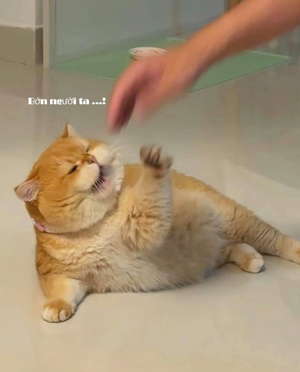 Top 1001+ Meme Mèo Há Miệng Siêu Hài Hước & Lầy Lội Meme mèo há miệng kêu cứu sợ hãi hài hước