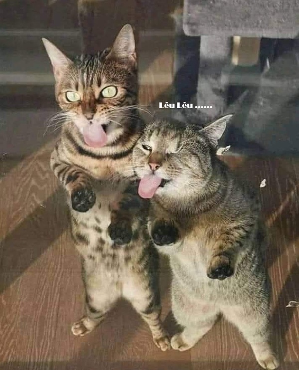 Tuyển Tập 1001+ Các Meme Mèo Hài Hước Siêu Độc Đáo Meme mèo hài hước cho dân comment dạo