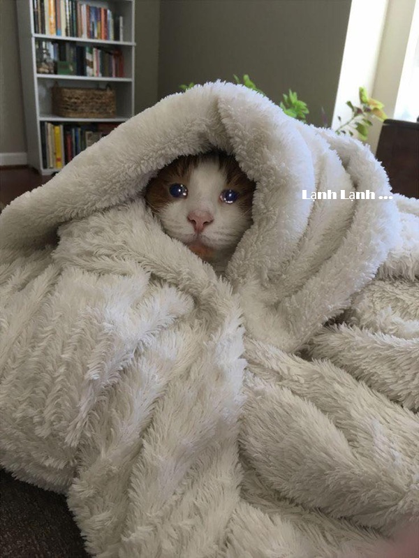 Tuyển Tập 1001+ Các Meme Mèo Hài Hước Siêu Độc Đáo Meme mèo hài với khuôn mặt ngáo