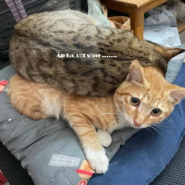 Tuyển Tập 1001+ Các Meme Mèo Hài Hước Siêu Độc Đáo Meme mèo buồn cười nhìn rất giải trí