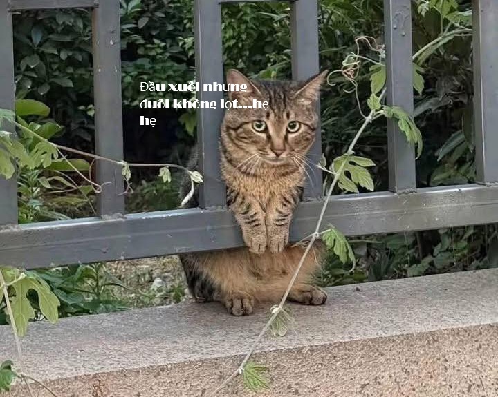 Tuyển Tập 1001+ Các Meme Mèo Hài Hước Siêu Độc Đáo Meme mèo hài nhìn rất lầy lội