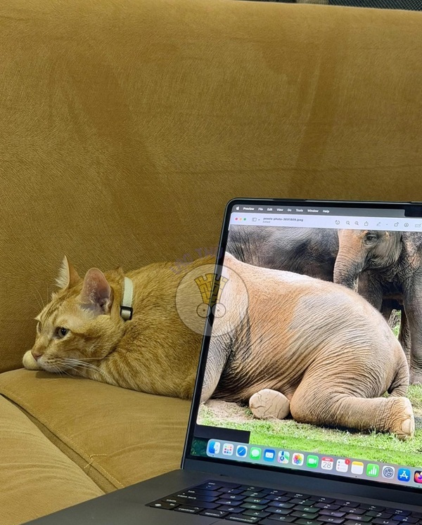 Tuyển Tập 1001+ Các Meme Mèo Hài Hước Siêu Độc Đáo Meme mèo hài hước phong cách meme mèo