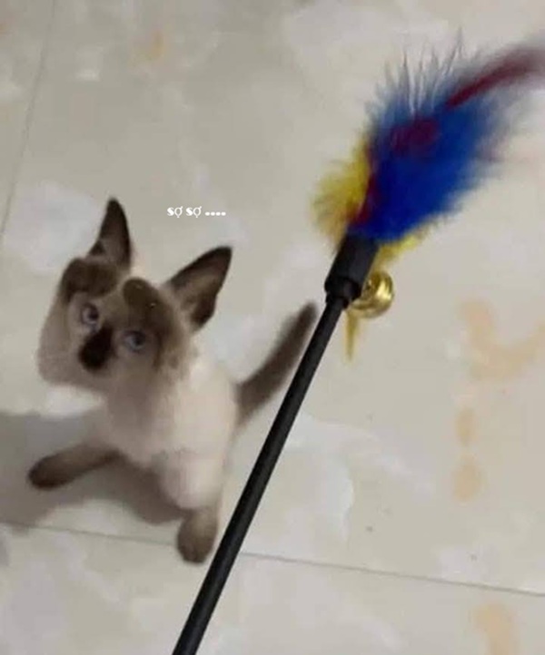 Tuyển Tập 1001+ Các Meme Mèo Hài Hước Siêu Độc Đáo Meme mèo hài hước hợp share bạn bè