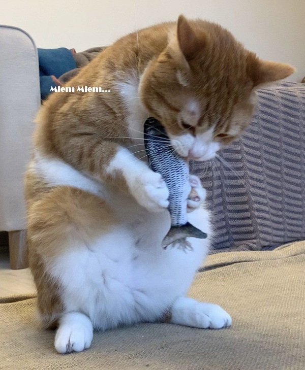 Tuyển Tập 1001+ Các Meme Mèo Hài Hước Siêu Độc Đáo Meme mèo hài hước khiến ai cũng bật cười