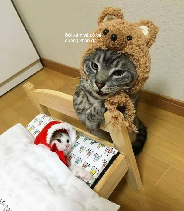 Tuyển Tập 1001+ Các Meme Mèo Hài Hước Siêu Độc Đáo Meme mèo hài với khuôn mặt vô tri