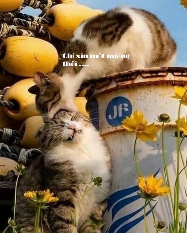 Tuyển Tập 1001+ Các Meme Mèo Hài Hước Siêu Độc Đáo Meme mèo hài hước cho ngày mệt