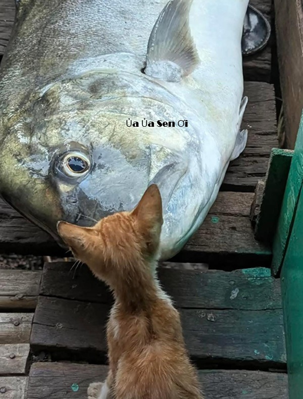 Tuyển Tập 1001+ Các Meme Mèo Hài Hước Siêu Độc Đáo Meme mèo hài hước dùng làm ảnh comment