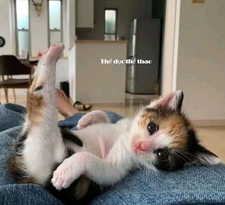 Tuyển Tập 1001+ Các Meme Mèo Hài Hước Siêu Độc Đáo Meme mèo hài hước biểu cảm ngơ ngác lạ